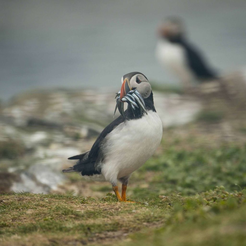 A puffin stands on grass with several fish in its beak, another puffin blurred in the background.