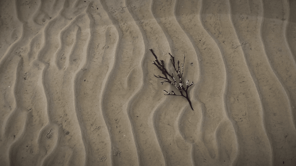 A single seaweed twig rests on rippled sand patterns, depicting a tranquil beach scene.