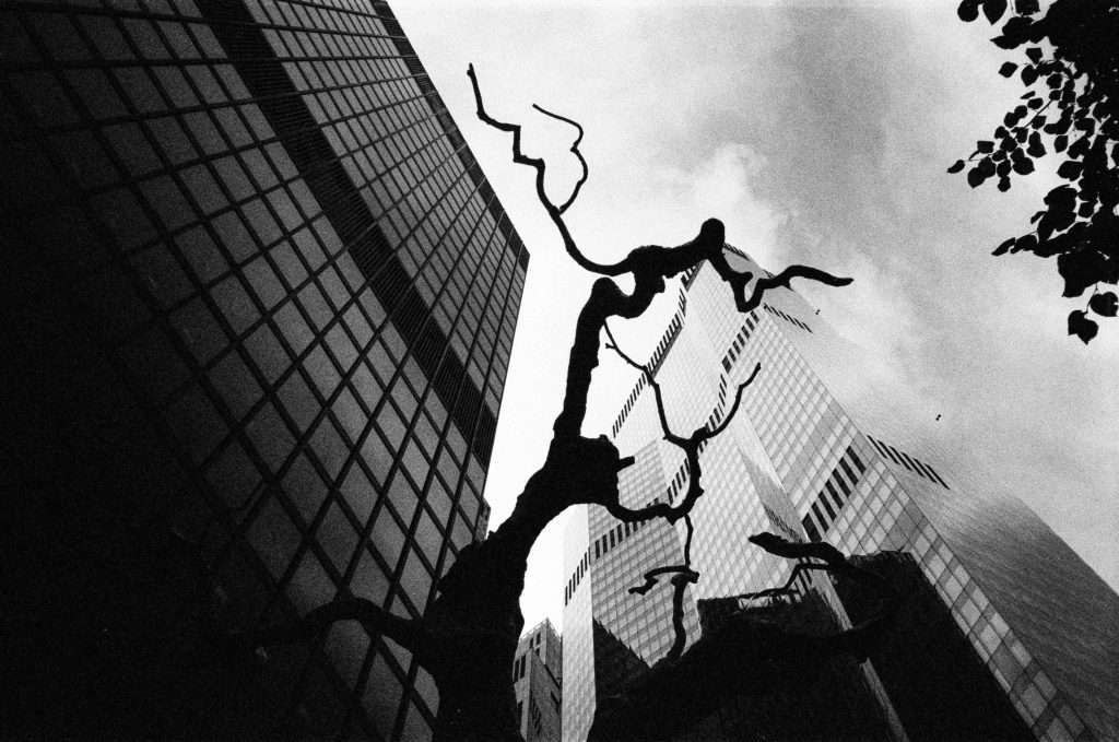 Silhouette of a sculptural tree against skyscrapers under a cloudy sky in a monochromatic urban setting