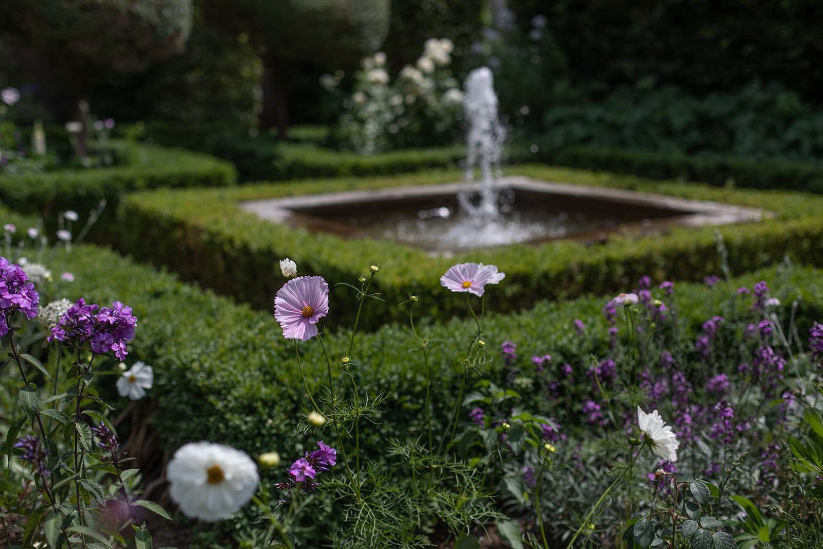A serene garden scene with a fountain in the background surrounded by flowering plants with white and purple flowers in the foreground.