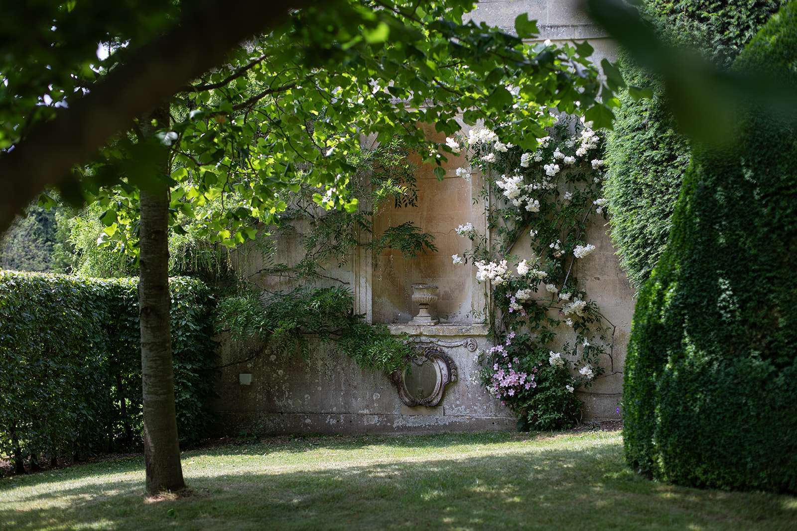 An old stone wall with a decorative urn surrounded by climbing white and pink roses, framed by hedged greenery and a tree branch in the foreground.