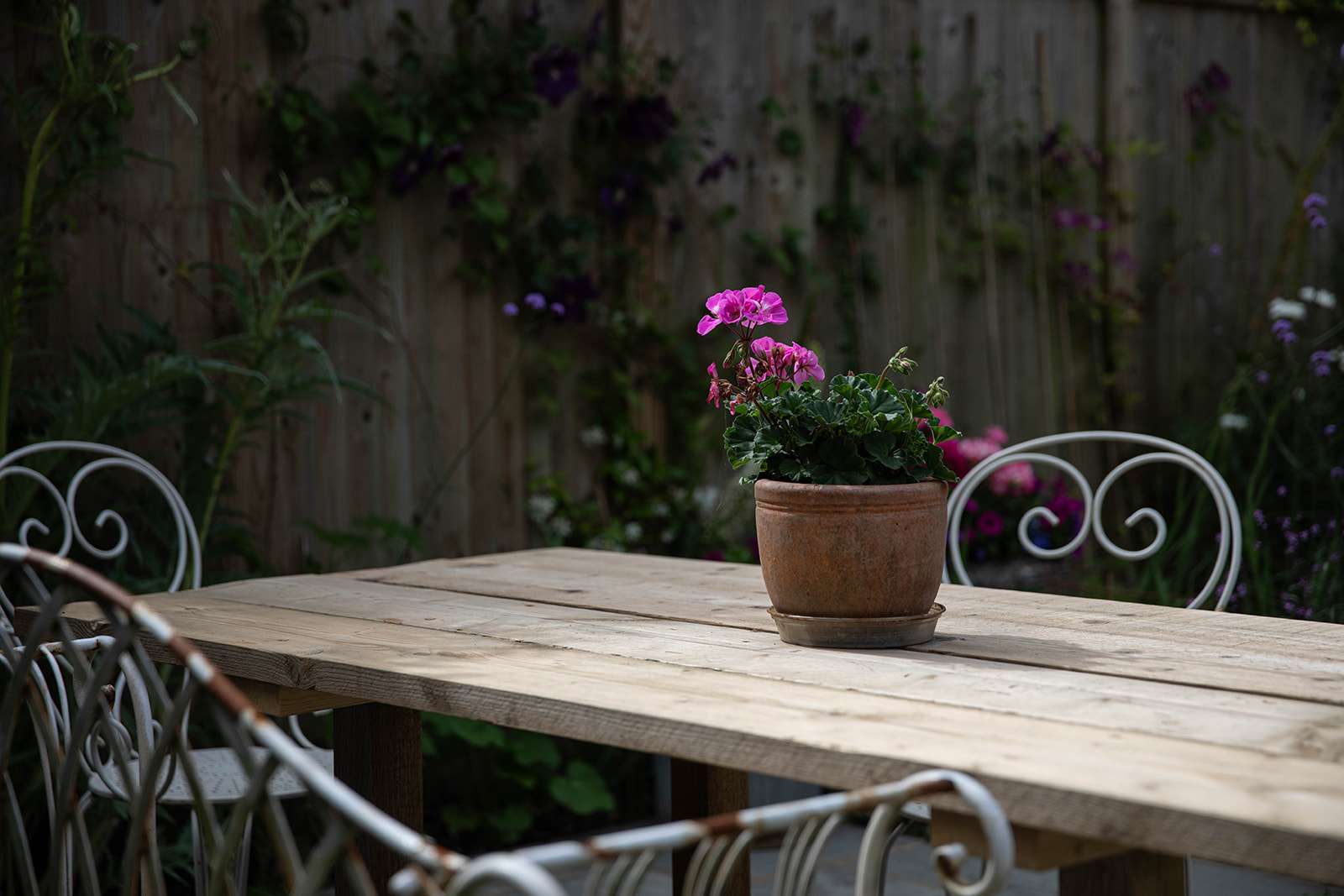 A terracotta pot with pink blooming flowers on a wooden table in a serene garden setting with a fence and lush plants in the background.