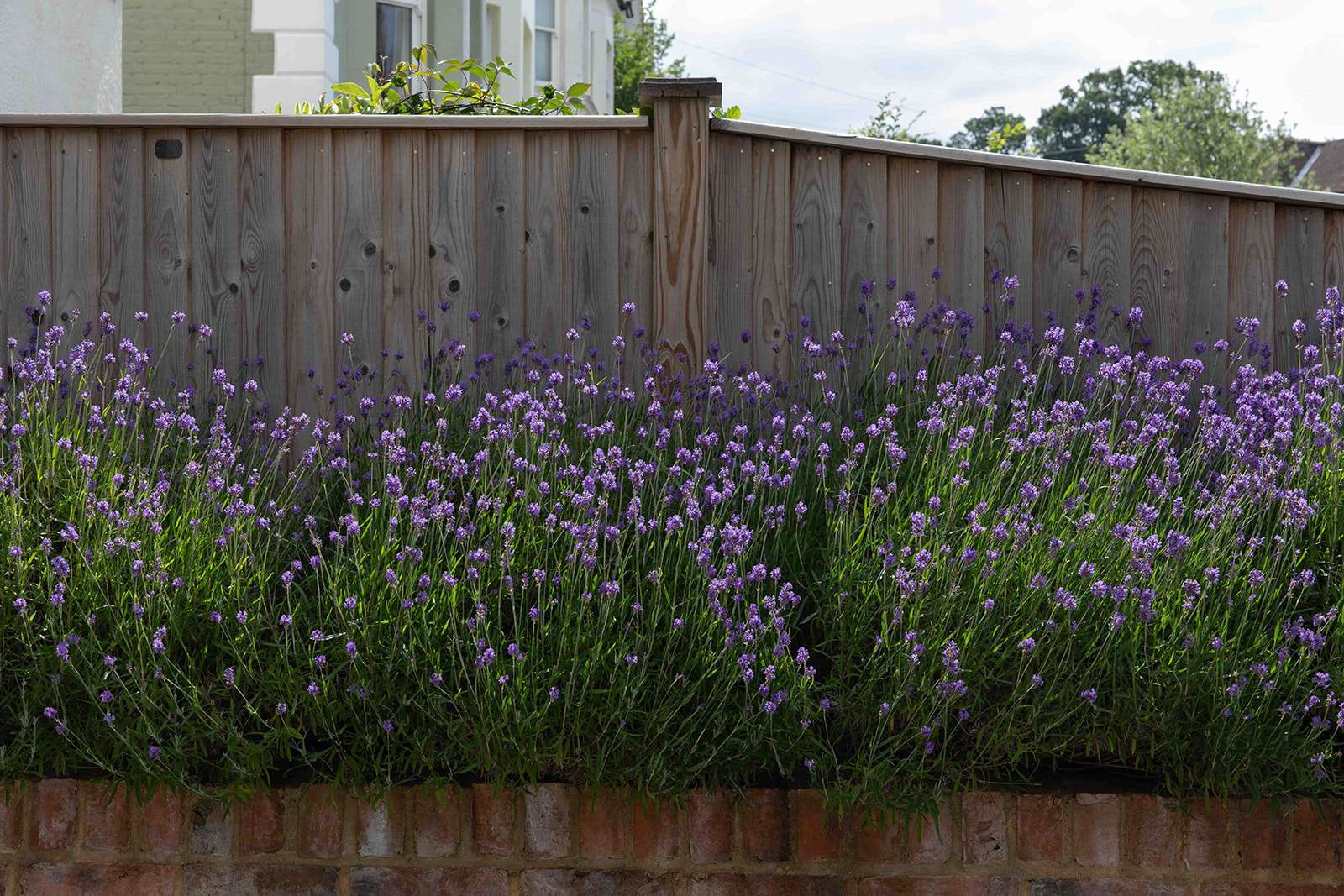 A cluster of flowering lavender plants in full bloom in front of a wooden fence, with a brick base and a view of a residential building in the background.