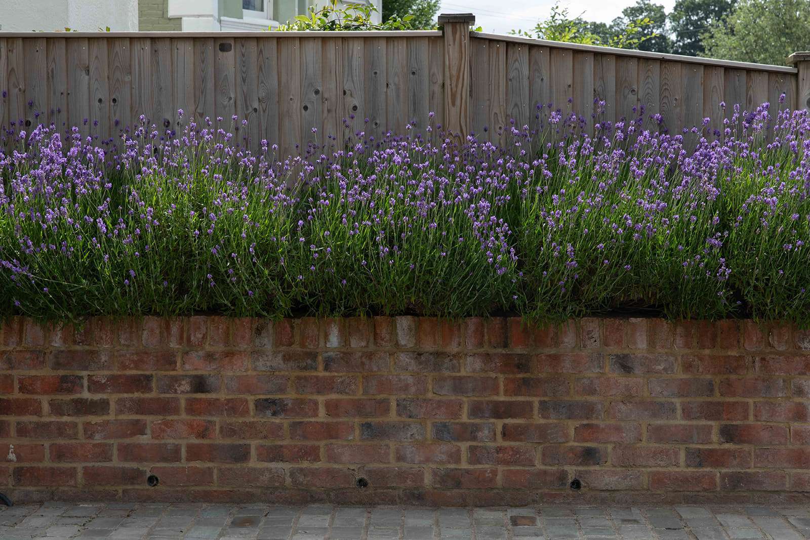 A lush bed of lavender flowers blooming over a rustic brick wall, with a wooden fence in the background.