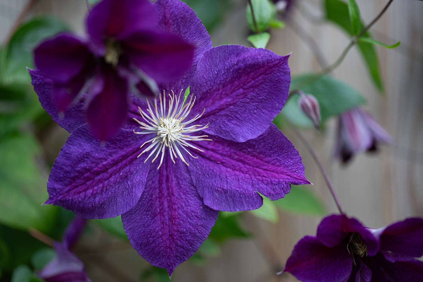 A close-up image of a purple clematis flower with prominent white stamens, set against a blurred green background.
