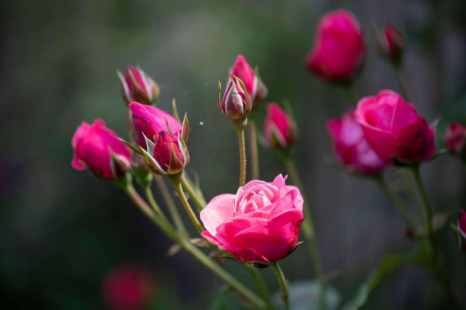 A close-up of vibrant pink roses blooming with buds and green stems on a blurred background.