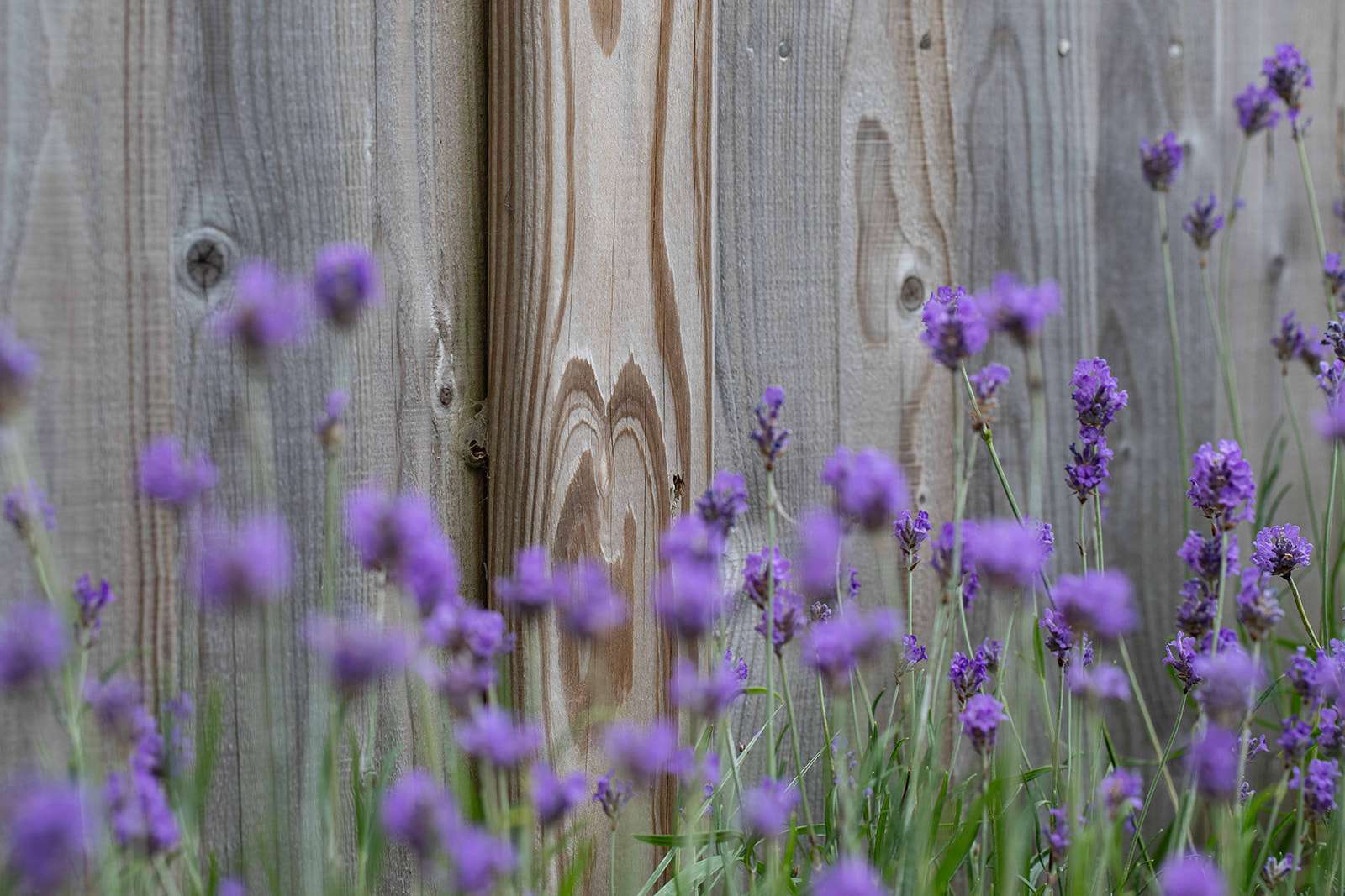 Close-up view of purple lavender flowers in front of a weathered wooden fence.
