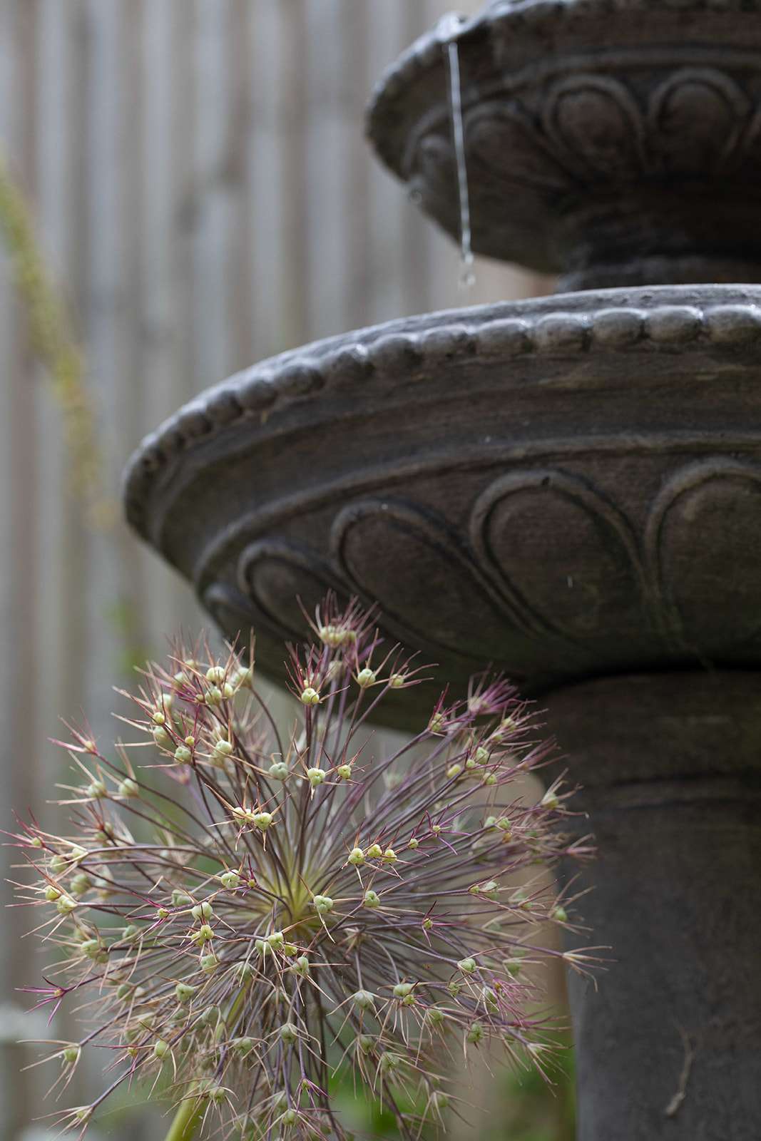 Close-up of delicate allium flower blooms with a blurred background featuring a section of a stone water fountain and wooden fence.