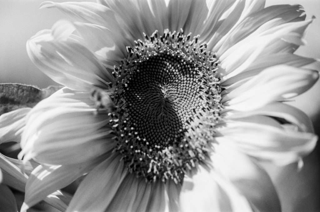 Fuji Neopan Acros II black and white film