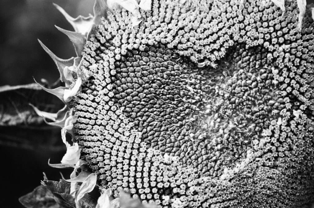 Fuji Neopan Acros II black and white film
