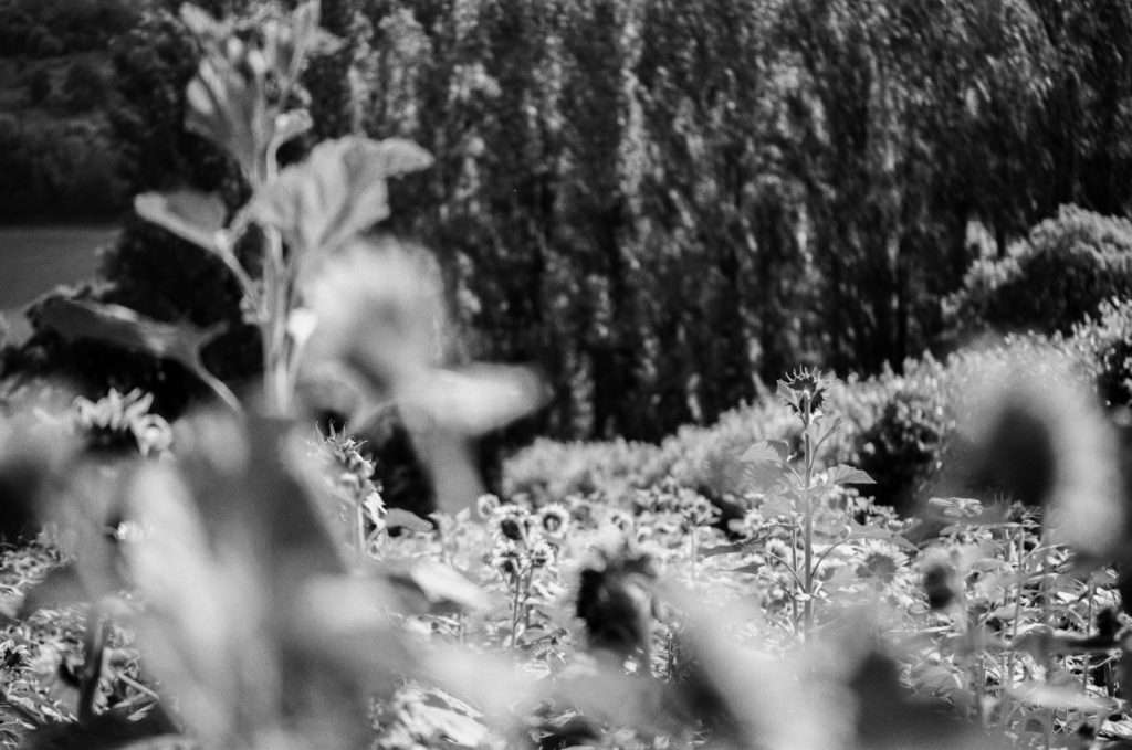 Fuji Neopan Acros II black and white film