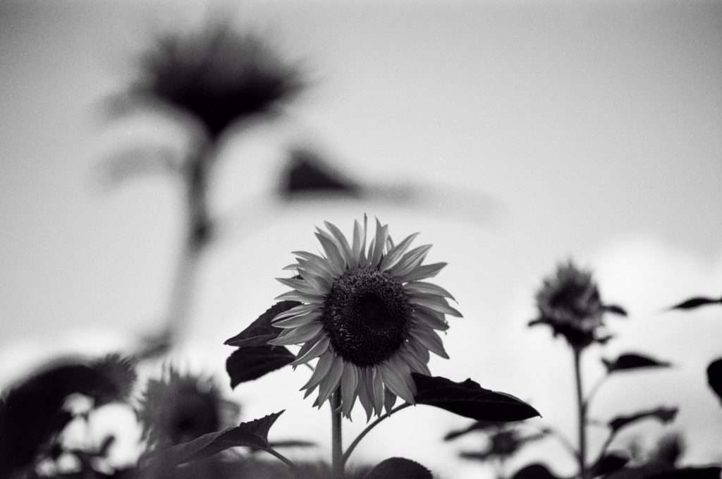 Fuji Neopan Acros II black and white film