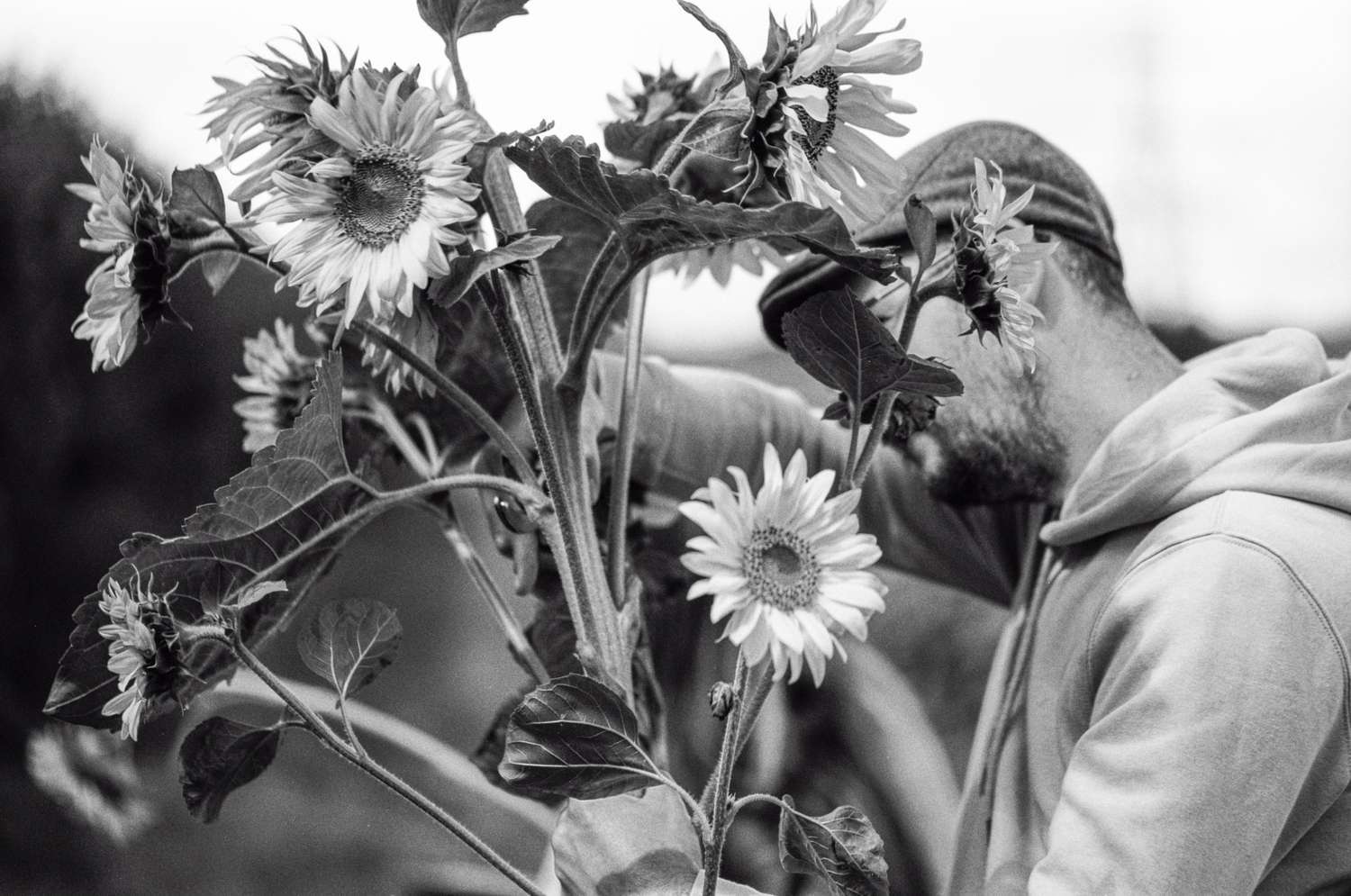 Fuji Neopan Acros II black and white film man cutting sunflowers in a field
